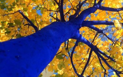 Don’t Think Of A Blue Tree