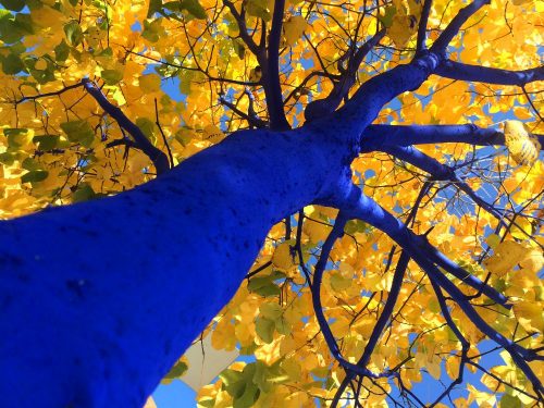 blue tree